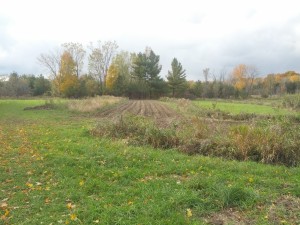 early stage agroforestry